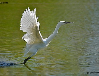 Animali 137